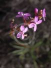 Stylidium graminifolium