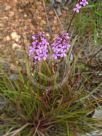 Stylidium graminifolium