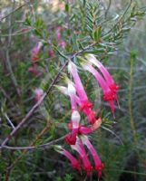 Styphelia tubiflora