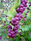 Symphoricarpos orbiculatus