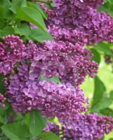 Syringa vulgaris