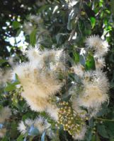 Syzygium paniculatum