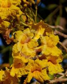 Tabebuia aurea