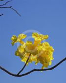 Handroanthus chrysanthus