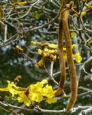 Handroanthus chrysotrichus