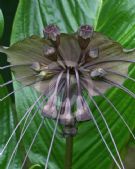 Tacca chantrieri