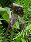 Tacca chantrieri