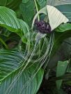 Tacca integrifolia