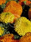 Tagetes erecta