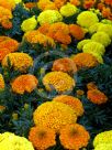 Tagetes erecta