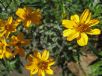 Tagetes lemmonii