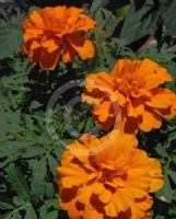 Tagetes patula