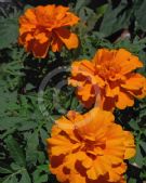 Tagetes patula