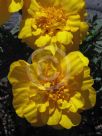 Tagetes patula