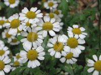 Tanacetum parthenium