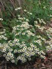 Tanacetum parthenium