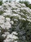 Tanacetum ptarmiciflorum