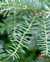 Taxus cuspidata