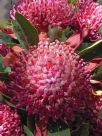 Telopea speciosissima