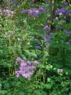 Thalictrum aquilegiifolium