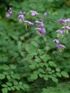 Thalictrum delavayi