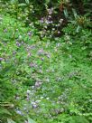 Thalictrum delavayi