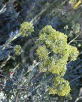 Thalictrum flavum glaucum