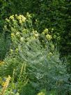 Thalictrum flavum glaucum