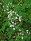 Thalictrum rochebruneanum