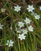 Thelionema umbellatum