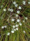 Thelionema umbellatum