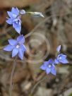 Thelymitra ixioides