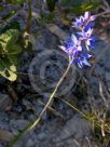 Thelymitra ixioides