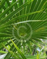 Thrinax radiata