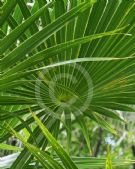 Thrinax radiata