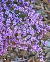 Thryptomene denticulata