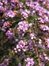 Thryptomene denticulata