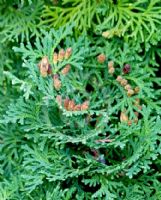 Thuja occidentalis Fastigiata