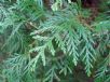 Thuja plicata