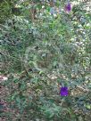 Thunbergia erecta