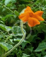 Thunbergia gregorii