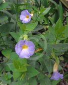 Thunbergia natalensis