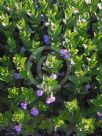 Thunbergia natalensis