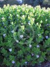 Thunbergia natalensis