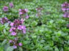 Thymus citriodorus