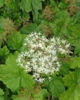 Tiarella cordifolia