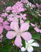 Tibouchina Noelene