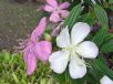 Tibouchina Noelene