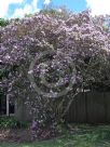 Tibouchina Noelene