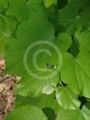 Tilia cordata